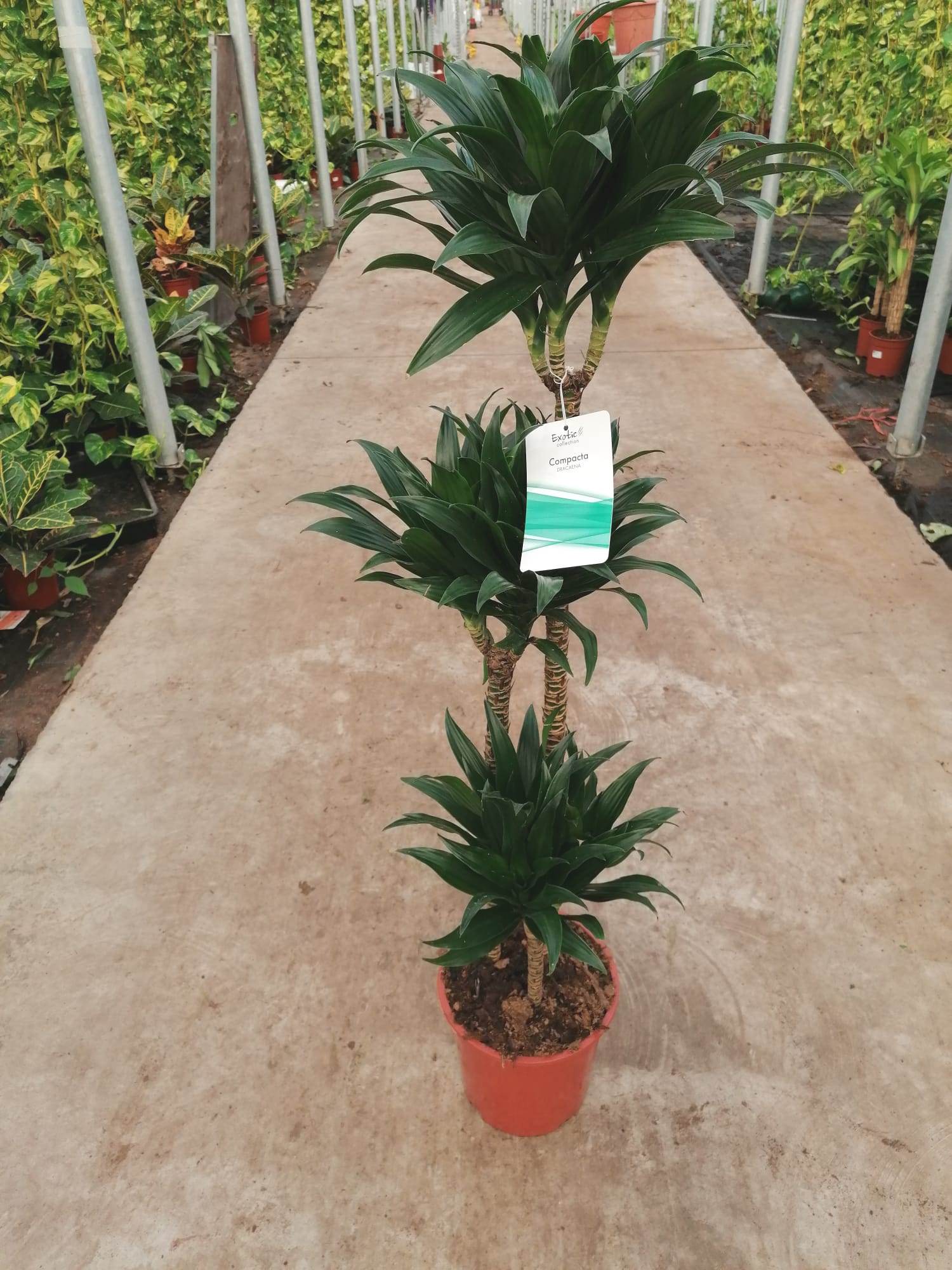 DRACAENA COMPACTA C 22 90.60.30 CM